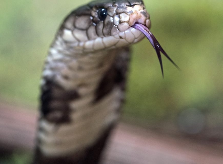 Wanneer is Cobra bestellen een goede optie?